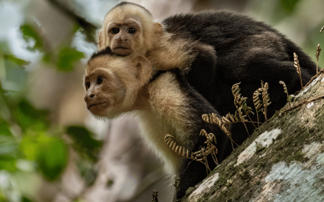 Top Must-See Wild Animals in Costa Rica