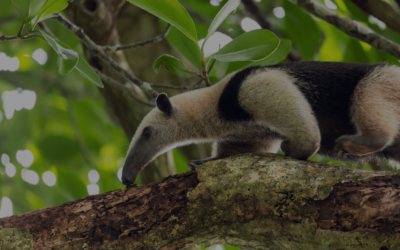 Up-Close Encounters with Costa Rica’s Magnificent Wildlife