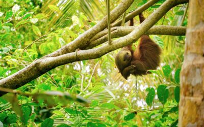 Sloth Sanctuary of Costa Rica: A Haven for Rescued Sloths