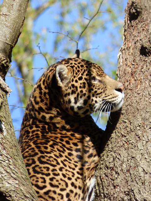 Jaguar resting